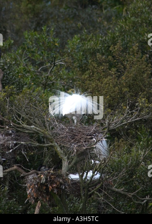 Airone bianco sul nido Foto Stock