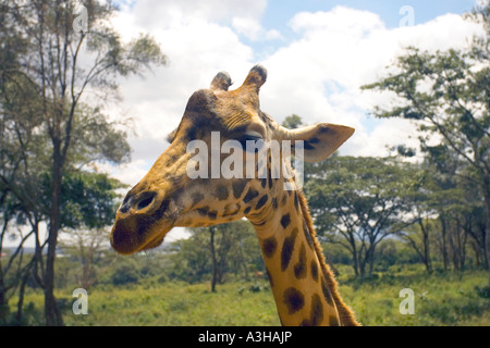 Testa di giraffa close-up closeup close up ritratto Giraffa Camelopardalis Kenya Africa orientale Foto Stock
