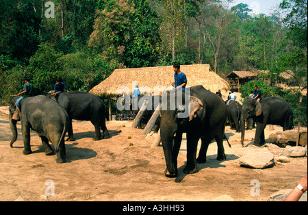 Chiang Dao Elephant Camp vicino alla città di Chiang Mai Thailandia solo uso editoriale Foto Stock