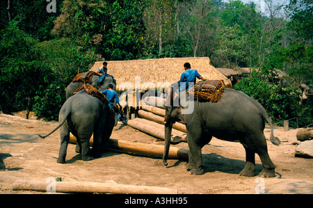 Chiang Dao Elephant Camp vicino alla città di Chiang Mai Thailandia solo uso editoriale Foto Stock