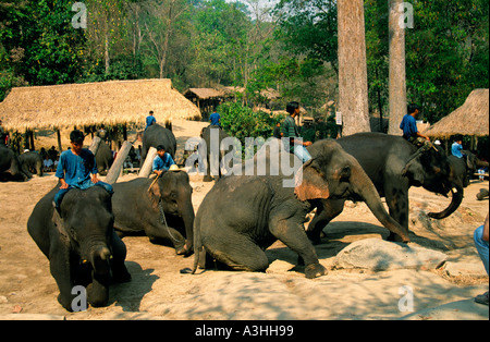 Chiang Dao Elephant Camp vicino alla città di Chiang Mai Thailandia solo uso editoriale Foto Stock