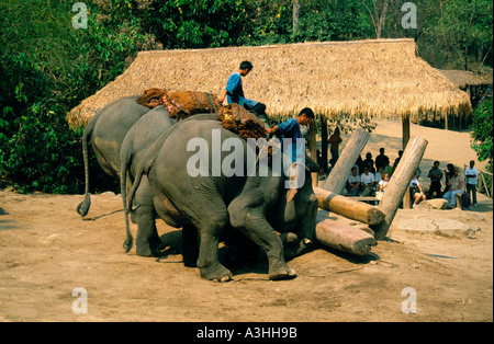 Chiang Dao Elephant Camp vicino alla città di Chiang Mai Thailandia solo uso editoriale Foto Stock