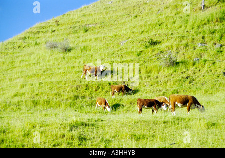 Rosolare le mucche al pascolo su di una collina sopra Akaroa Foto Stock