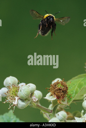 Buff-tailed Bumble Bee in Freeflight (Bombus terrestris) nel Regno Unito Foto Stock