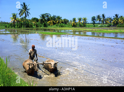 Uomo locale aziona il suo team di due bufalo d'acqua mentre aratura di risone sulla costa occidentale di Bali Indonesia Foto Stock