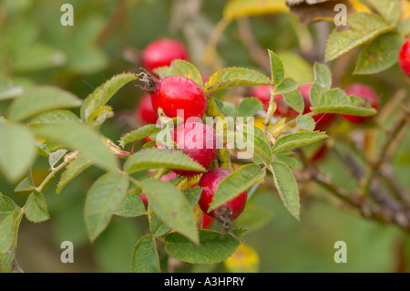 Fianchi di rosa rossa su una rosa selvatica che cresce in una siepe del Regno Unito Foto Stock