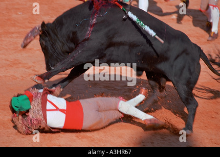 Bull calpestando giù il Forcado presso l'arena durante la tourada Portoghese (arena). Oura, regione di Algarve, Portogallo. Foto Stock