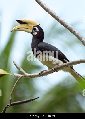 Adulto maschio orientale fiordo perching su un ramo di albero. Nome scientifico: Anthracoceros albirostris. Isola di Pangkor Laut, Malesia. Foto Stock