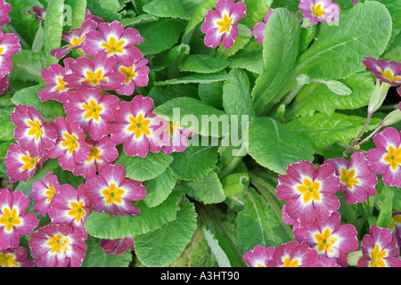 Close up primula fiori e foglie. Nome scientifico: Primula vulgaris, syn. Primula acaulis. Foto Stock