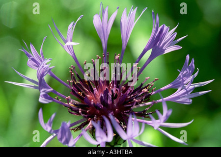 In prossimità di una montagna Bluet fiore (Centaurea montana). Foto Stock