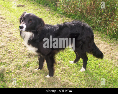 Gli allevatori di pecore Border Collie sheepdog lavoro in attesa Glamorgan South Wales UK Foto Stock