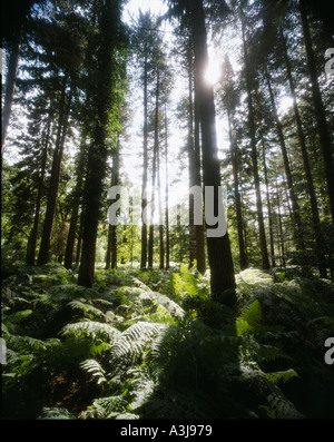 Bosco Foresta di Dean GLOS England Regno Unito Foto Stock