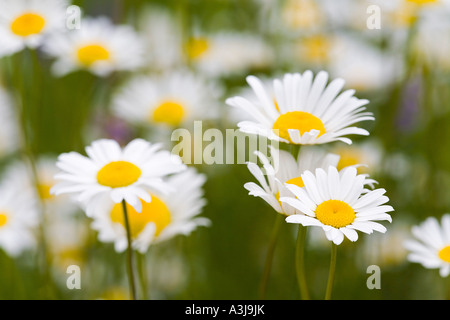 Margherite Foto Stock