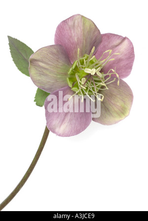 Helleborus Atrorubens Foto Stock