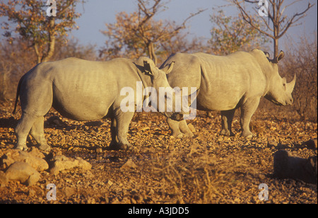 Foto di due rinoceronte bianco o piazza a labbro rinoceronte (Ceratotherium simp) in Namibia Foto Stock