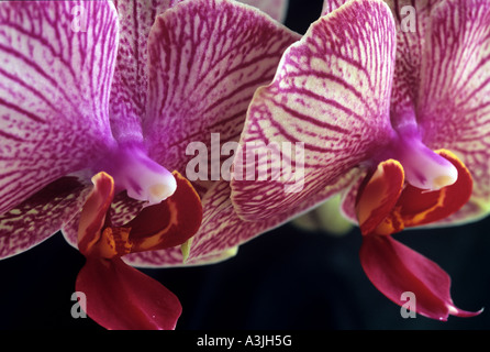 Due Phalaenopsis orchidee. Foto Stock