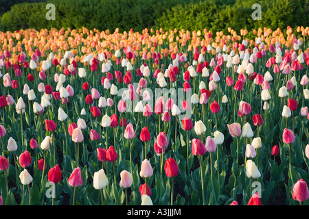 I tulipani, Commissario Park, Ottawa, Ontario, Canada Foto Stock
