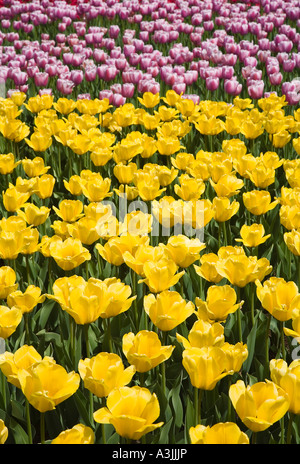 I tulipani, Commissario Park, Ottawa, Ontario, Canada Foto Stock