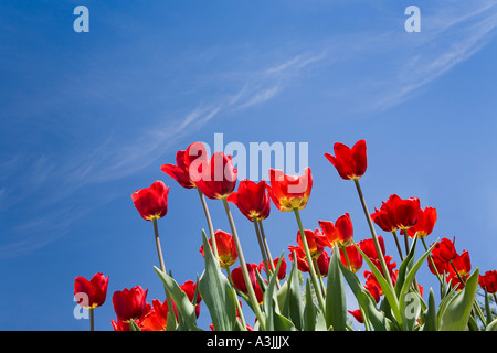 I tulipani, Commissario Park, Ottawa, Ontario, Canada Foto Stock