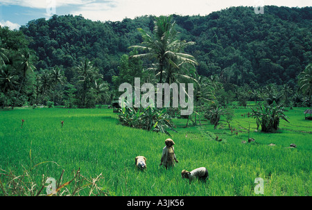 Risaie vicino alla città di Bukittinggi isola di Sumatra, Indonesia Foto Stock