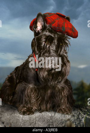 Scottish terrier cane con shanter Foto Stock