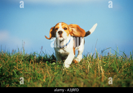 Cane Beagle - cucciolo in esecuzione sul prato Foto Stock