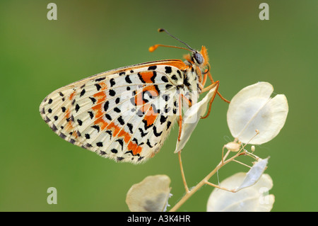 Avvistato Fritillary Butterfly Foto Stock