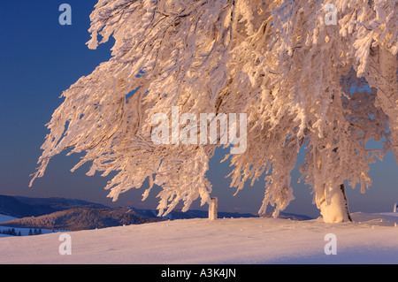 Coperta di neve Faggio, Foresta Nera, Baden-Württemberg, Germania Foto Stock