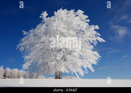 Coperta di neve Faggio, Foresta Nera, Baden-Württemberg, Germania Foto Stock