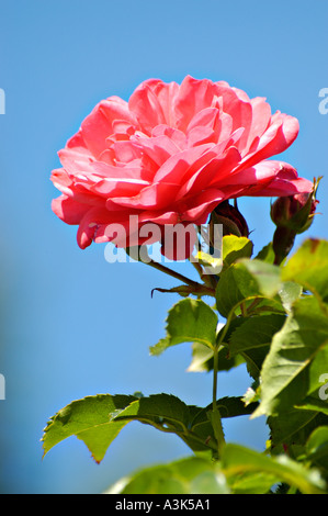 Singola rosa viola contro il cielo blu Foto Stock