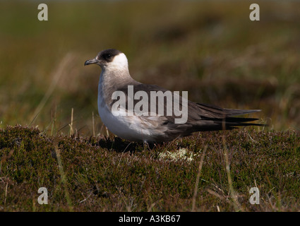 Fase pallido Arctic Skua, Stercorarius parasiticus Foto Stock