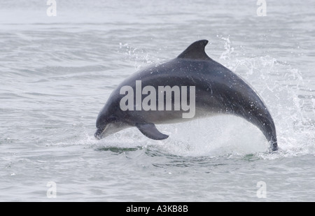 Bottiglia di delfini dal naso a Tursiops truncatus Foto Stock