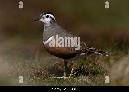 Piviere tortolino, Charadrius morinellus Foto Stock