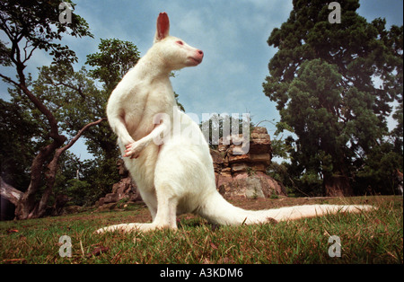 Una rara Albino Wallaby alla classe Leonardslee vicino a Horsham West Sussex dove wallaby sono state mantenute dal 1889 e ora per un totale di 30. Foto Stock