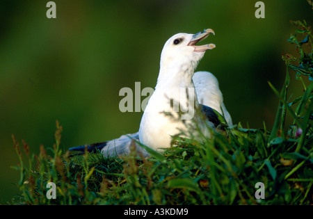 Northern Fulmar (Fulmarus glacialis), Adulto chiamando, Birdisland Runde, la westcoast della Norvegia Foto Stock