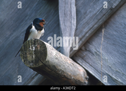 Barn Swallow (Hirundo rustica), chiamando, Eketorp, Isola di Oeland, Svezia Foto Stock