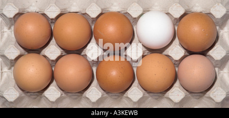 Dieci uova di gallina nel loro pacchetto, nove brown, uno bianco Foto Stock