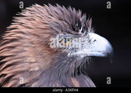 Steinadler - Aquila chrysaetos - Foto Stock