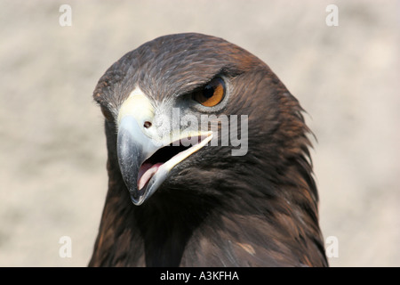 Steinadler - Aquila chrysaetos - Foto Stock