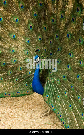 Close up di un pavone visualizzando le sue piume in el Parque del Buen Retiro Madrid Spagna Europa Foto Stock