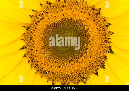 In prossimità del centro di un luminoso giallo girasole Foto Stock