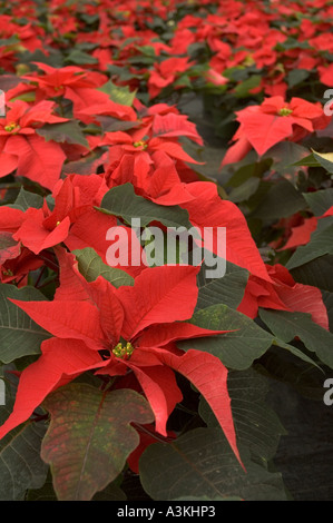 Più poinsettia rosso dei fiori in una serra pronto per essere venduto per Natale Foto Stock