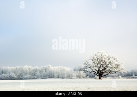 Un solitario coperto di brina Oak tree in un pupazzo di neve con campo in erba con il pupazzo di neve alberi in background Foto Stock