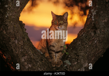 Il gatto domestico su albero - tramonto Foto Stock