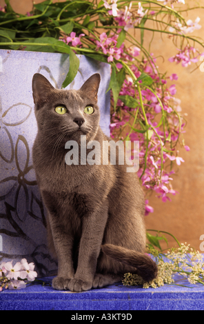 Corat Cat. Adulto seduto di fronte a piante in vaso fiorite. Germania Foto Stock