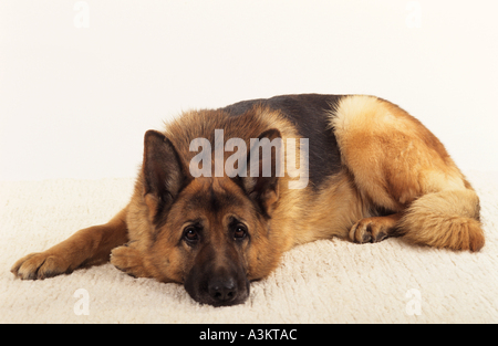 Pastore Tedesco cane - giacente - tagliare Foto Stock