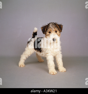 Filo Fox Terrier. Cucciolo in piedi. Immagine dello studio su sfondo grigio Foto Stock