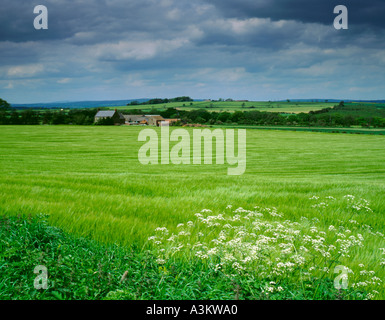 Barley field, near Alnwick, Northumberland, England, UK. Foto Stock