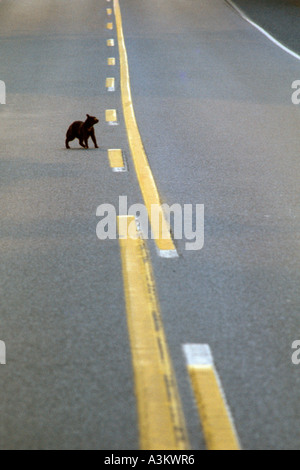Gatto nero strada di attraversamento Foto Stock