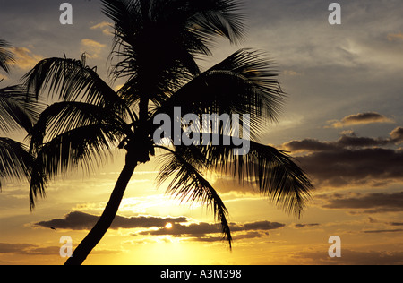 A lato della spiaggia Palm tree stagliano golden sunrise nuvole Key West Florida Foto Stock